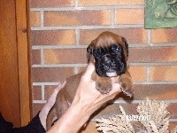 CHIOT