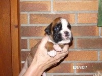 CHIOT