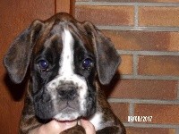CHIOT