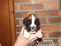 CHIOT