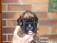CHIOT